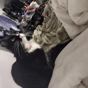 Lost Cat Winnie