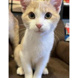 Lost Cat Mittens