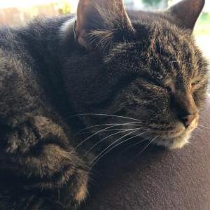 Lost Cat Pearl