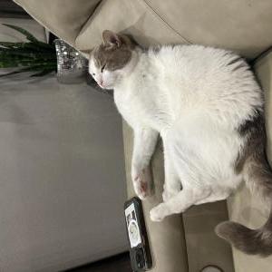 Image of Yuji, Lost Cat