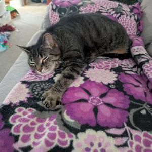 Lost Cat Tooney