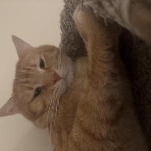 Image of Atlas (thin/orange), Lost Cat
