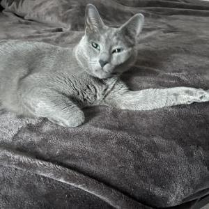 Lost Cat Sherlock