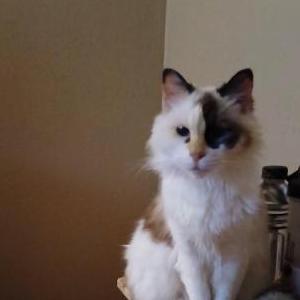 Lost Cat Flower BB