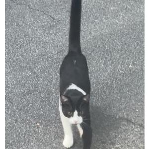 Lost Cat Timmy