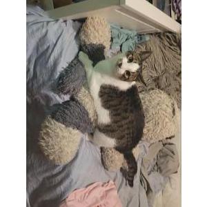 Lost Cat Star