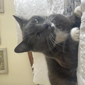 Image of Misty, Lost Cat