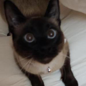 Image of Sagwa, Lost Cat