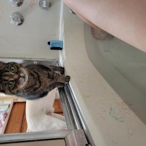 Lost Cat Mishi
