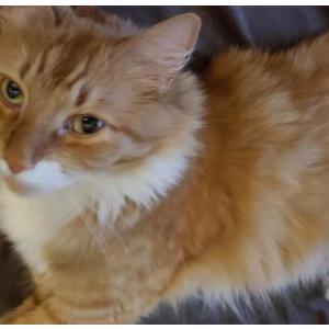 Image of Trigger, Lost Cat