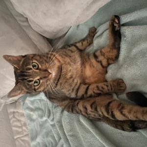 Lost Cat Sunny