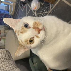 Lost Cat Winston