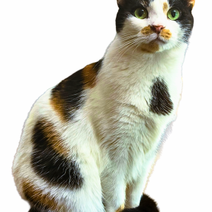 Lost Cat Plum