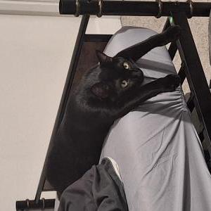 Lost Cat Lucifur