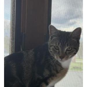 Lost Cat Clarence