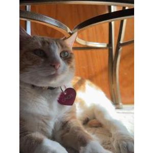 Image of Ginger, Lost Cat