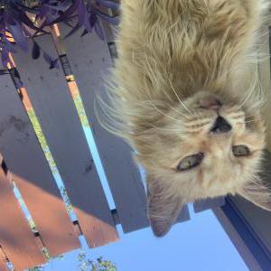 Image of Annie, Lost Cat