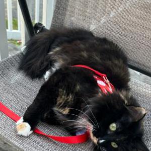 Lost Cat Pebbles