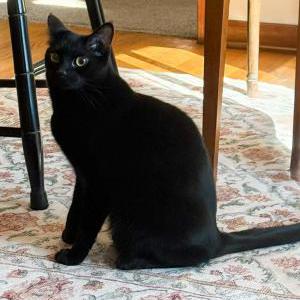 Image of Rachel, Lost Cat