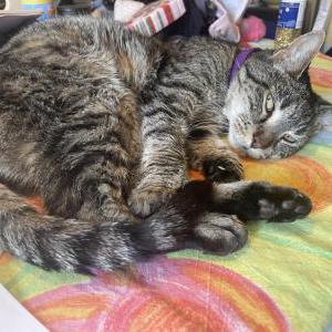 Lost Cat Roxy