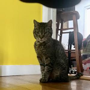 2nd Image of Roxy, Lost Cat