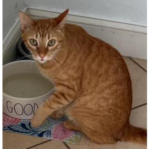 Image of Cheddar, Lost Cat
