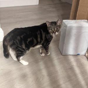 Lost Cat Tiggy