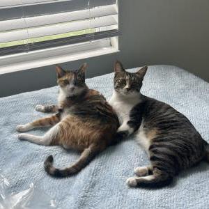 Lost Cat Fifi