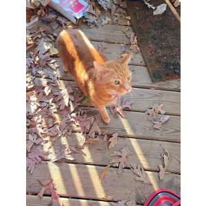 Lost Cat OJ