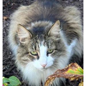 Lost Cat Vera