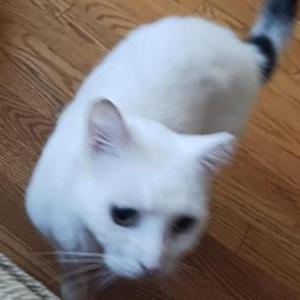 Lost Cat Theodore