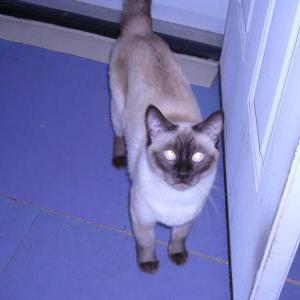 Lost Cat Sapphire