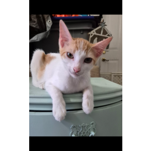 Lost Cat Flame