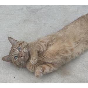 Image of Axl, Lost Cat