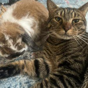 Lost Cat Ein