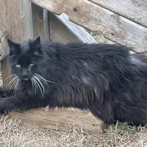 Lost Cat Smokey