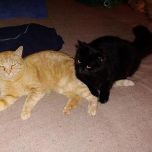 Lost Cat Moki