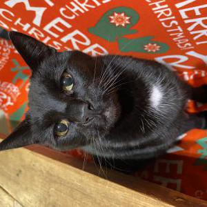 Lost Cat Charlie
