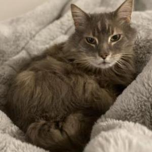 Lost Cat Winter