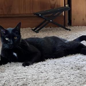 Lost Cat Blackhawk