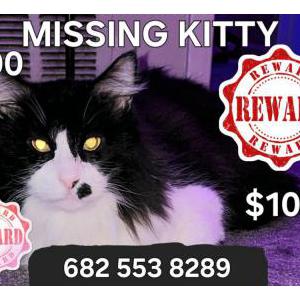 Image of Tux, Lost Cat