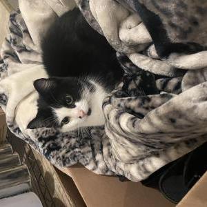 Lost Cat Link