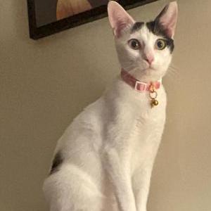 Image of Cleo, Lost Cat