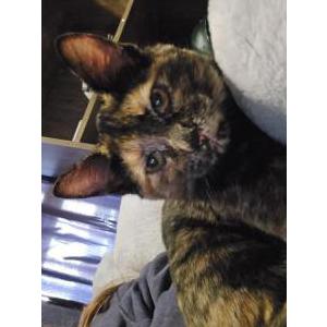 Lost Cat Bella