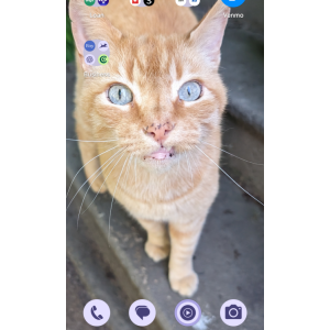 Lost Cats In HARTVILLE, OH - Lost My Kitty
