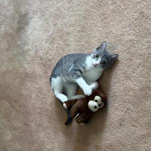 Lost Cat Lulu