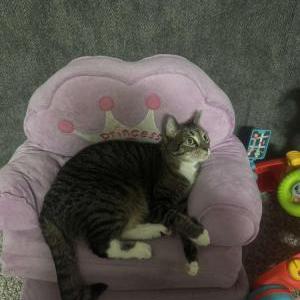Lost Cat Jasper