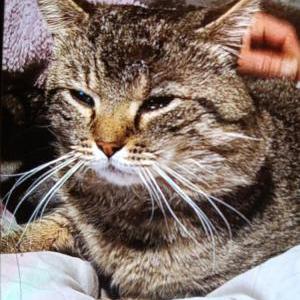 Lost Cat Psycho Kitty