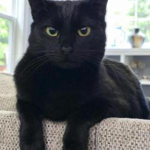 Lost Cat Chloe