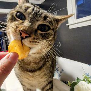 Lost Cat Momo